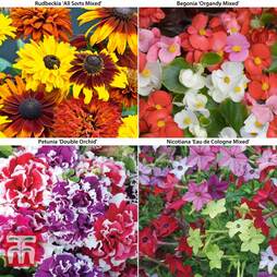 Summer Bedding Collection
