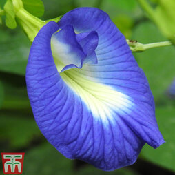 Butterfly Pea - Seeds