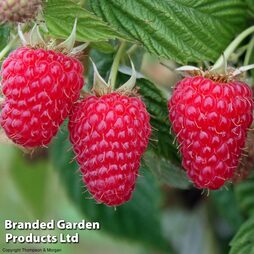 Raspberry 'Summer Lovers Patio Red' (Patio fruit)
