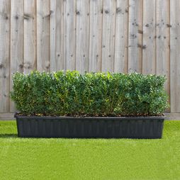 Buxus Instant Trough Hedge 1m (pre-grown)