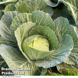 Cabbage 'Green Rich' F1 (Summer/Autumn) - Seeds