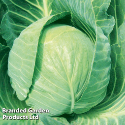 Cabbage F1 'Mozart' F1 - Veg Saver Seeds