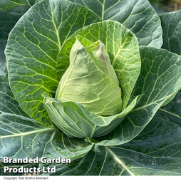 Cabbage 'Marquess' F1 Hybrid (Autumn Sweetheart Type) - Seeds