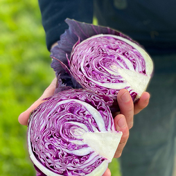Cabbage 'Pretino' F1 - Seeds