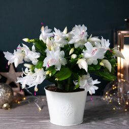 Christmas Cactus White in Cream Zinc Pot - Gift