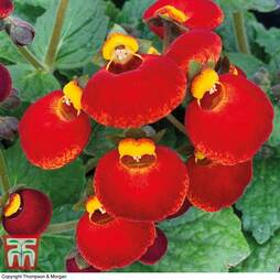 Calceolaria 'Calynopsis Yellow with Red'