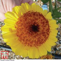 Calendula officinalis 'Crown Yellow' - Seeds