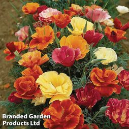 Californian Poppy 'Monarch Mixed' - Easy Grow Range