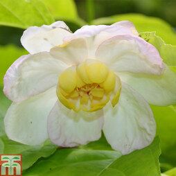 Calycanthus chinensis