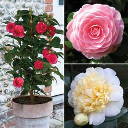 Camellia 'Blooming Wonder' Trio