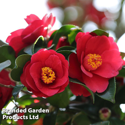 Camellia japonica subsp. rusticana 'Reigyoku'