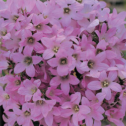Campanula lactiflora 'Dwarf Pink'