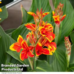 Canna 'Cannova Red Golden Flame'