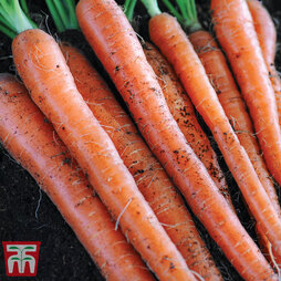 Carrot 'Sugarsnax 54' F1 Hybrid - Seeds