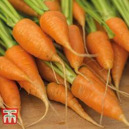 Carrot 'Royal Chantenay' - Heritage