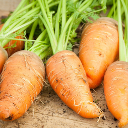 Carrot 'Paris Market' - RHS Kids Seeds