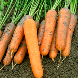 Carrot 'Volcano' F1 (Late Maincrop) - Seeds