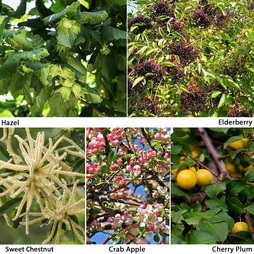 Edible Hedging Collection