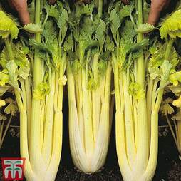 Celery 'Lathom Galaxy'