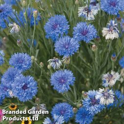 Cornflower 'Dwarf Blue Midget' - Easy Grow Range