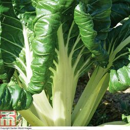 Swiss Chard 'Fordhook Giant' - Seeds