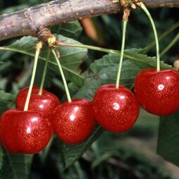 Cherry 'Morello'