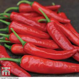 Chilli Pepper 'Big Devil' (Hot)