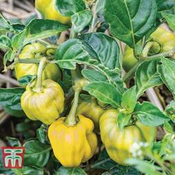 Chilli Pepper 'Jamaican Yellow' (Hot)