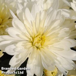 Chrysanthemum 'Aluga White'