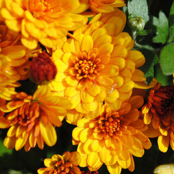 Chrysanthemum 'Conella Orange'