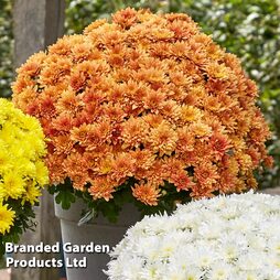 Chrysanthemum 'Homerun Orange'