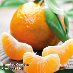 Mandarin Citrus Plant
