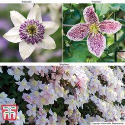 Clematis Trinity Collection