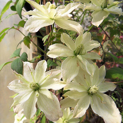 Clematis montana 'Champagne Truffle'