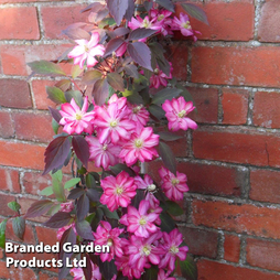 Clematis montana 'Double Strawberry Truffle'