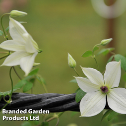 Clematis 'Forever Friends'