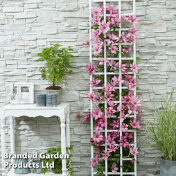 Clematis Giselle™ evipo051