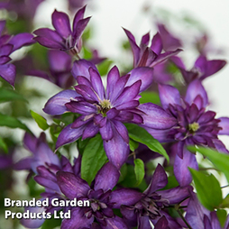 Clematis 'Glorious®? Day'