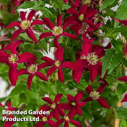 Clematis 'Glorious®? Red'