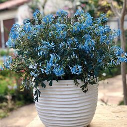 Corydalis flexuosa 'Porcelain Blue'
