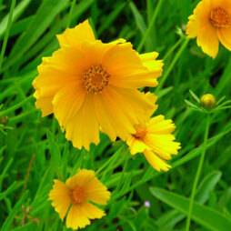Coreopsis Grandiflora Mayfield Giant
