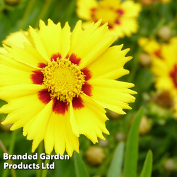 Coreopsis 'Baby Gold'