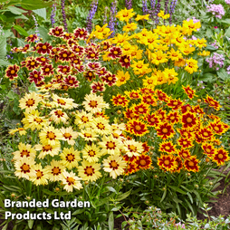 Coreopsis 'Solar Collection'