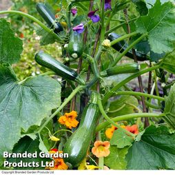 Courgette 'Black Forest' F1 Hybrid - Seeds