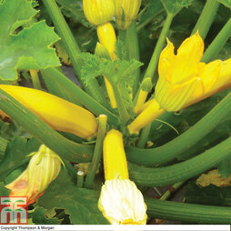 Courgette 'Orelia' F1 Hybrid - Seeds