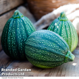 Courgette 'Boldenice' F1 Hybrid - Seeds