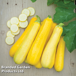 Courgette 'Butterstick' F1 Hybrid - Seeds
