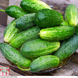 Cucumber 'Goblin' F1 Hybrid - Seeds