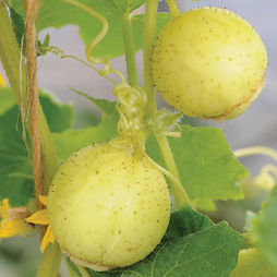 Cucumber 'Crystal Apple' - Kew Vegetable Seed Collection