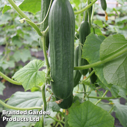 Cucumber 'Emilie' F1 Hybrid - Seeds